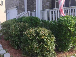 Bush Trimming by Enrique Juarez for Jeff S. in Canton, GA