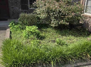 Weeding by Christopher hayes for Michael B. in Fayetteville, AR