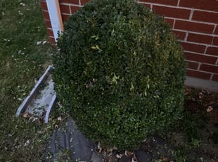 Bush Trimming by Patrick Lee for Allison B. in Xenia, OH