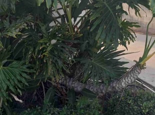 Bush Trimming by Damian Cornelious Sr. for Jocelyn T. in Los Angeles, CA