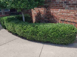 Bush Trimming by Dustin McGregor for James J. in Norman, OK