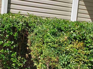 Dave C.'s Bush Trimming service result