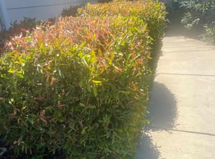 Jamillah O.'s Bush Trimming service result