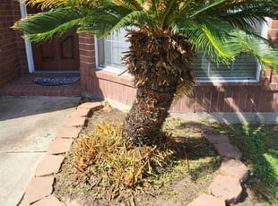 Lisa D.'s Bush Trimming service result