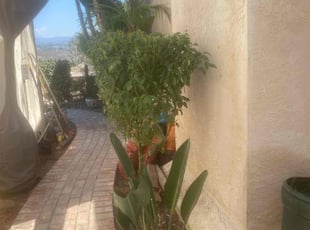 Bush Trimming by Earl Miller for Jeremy Y. in San Diego, CA