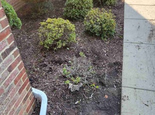 Weeding by Edwin Villagran for Jeremy I. in Rockville, MD
