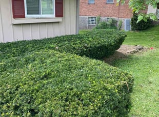 Bush Trimming by Jose Maltos for Samantha A. in Loveland, OH