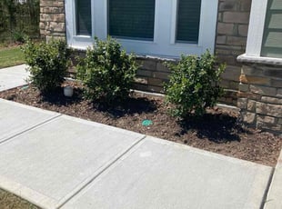 Weeding by Almonte Marshall for M. in Durham, NC