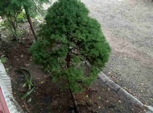 Bush Trimming by Ethan Poissant for David R. in Worcester, MA