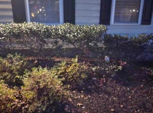 Bush Trimming by Porfirio Jimenez for Casey M. in Haymarket, VA