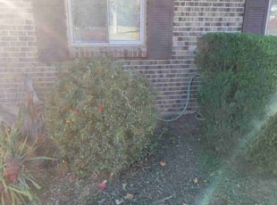 Bush Trimming by Kevin Johnson for Sandra V. in Aurora, CO