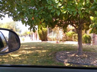 Bush Trimming by Jason Vizenor for Carolyn H. in Sacramento, CA