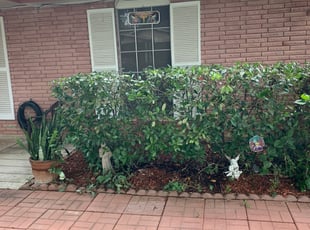 Bush Trimming by Noe Perez for Elvira B. in San Antonio, TX