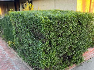Bush Trimming by Luis Barrios for Nicole M. in Santa Ana, CA