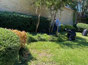 Bush Trimming by Carlos Medina for Fran V. in Dallas, TX