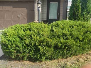 Bush Trimming by Edinson Rivas for Latsha R. in Stafford, VA