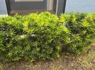 Bush Trimming by Ramon Taguja for Aida V. in Riverview, FL