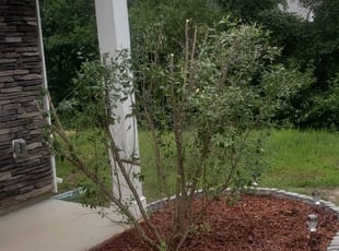 Bush Trimming by Colleen Strickland for Tamekia J. in Charlotte, NC