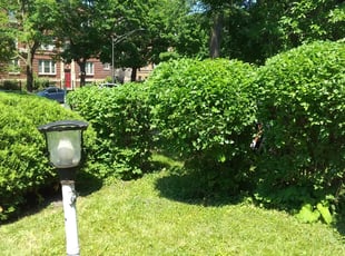 Bush Trimming by Clarence Becton for Brenda T. in Chicago, IL