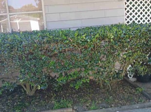 Bush Trimming by Brandon Hughes for Judith E. in Petersburg, VA