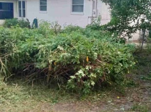 Bush Trimming by Donald Austile for Jeffrey P. in Lakeland, FL