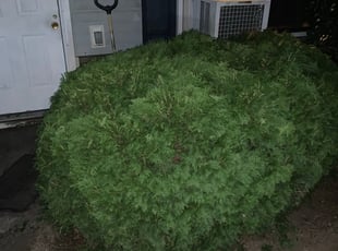 Bush Trimming by Nick Fritchman for Ken M. in Sicklerville, NJ