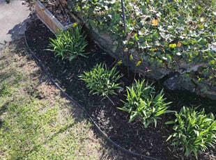 Mulching by David Daye for Barry B. in Providence, RI