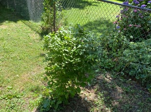 Bush Trimming by Chevis Mcleod for Shirley W. in Philadelphia, PA