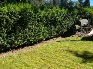 Bush Trimming by Nicholas Hovde for Megan L. in Everett, WA