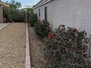 Bush Trimming by Joel Tapia for Jane F. in Surprise, AZ