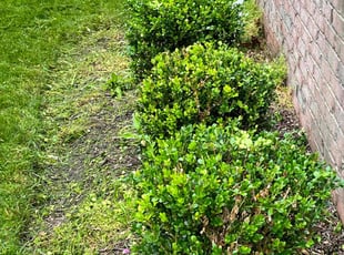Bush Trimming by Jason Scott for Stacy N. in Gaithersburg, MD