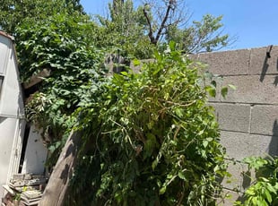 Nellie M. M.'s Bush Trimming service result
