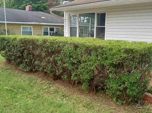 Bush Trimming by Jennifer Jennings for Blaire B. in Newark, DE