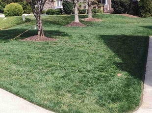 Teagan P.'s Grass Cutting service result