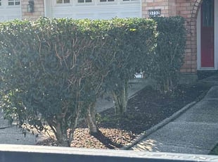 Bush Trimming by Terry Felo for Mark A. in New Orleans, LA