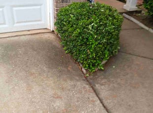 Bush Trimming by James Day for BRENNEN W. in Buford, GA