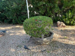 Bush Trimming by Michael Rizzo for Brett A. in Chandler, AZ