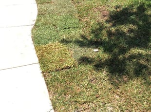 Landscaping by Feliciano Moreno for Anthony C. in Lewisville, TX