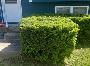 Bush Trimming by Zachary Grace for Amy B. in Kansas City, MO