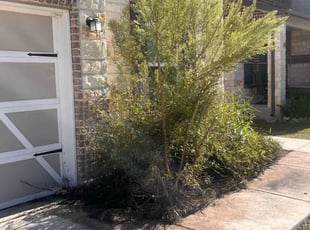 Bush Trimming by Fredrick Miller for Ruben M. in San Antonio, TX