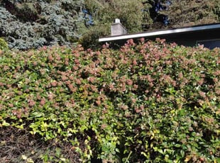 Bush Trimming by Kristofel Simbajon for Gowri S. in Seattle, WA