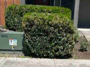 Bush Trimming by Robert Marsico for John H. in Vancouver, WA