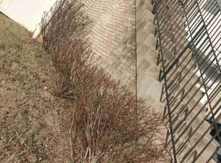 Bush Trimming by Allan Roberts for David J. in Washington, DC