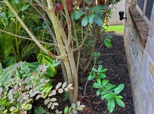 Weeding by Billy Foster for Rebecca K. in Sugar Land, TX
