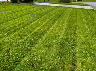 Dora K.'s Lawn Mowing Service service result