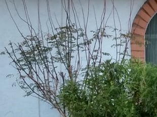 Bush Trimming by Nick Steffes for Kelly N. in Glendale, AZ