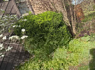 Bush Trimming by Antwoine Higgins for Jeff K. in Cold Spring, KY