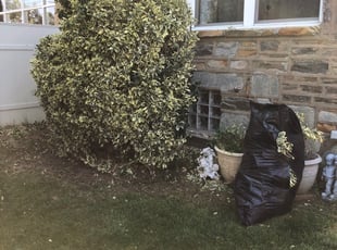 Bush Trimming by Maurice Washington for Kelly G. in Philadelphia, PA
