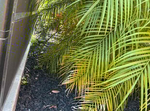 Weeding by Mike Douglas for Austin W. in Oviedo, FL