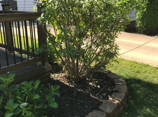 Bush Trimming by Tamara Burts for Bridgett W. in Parma Heights, OH